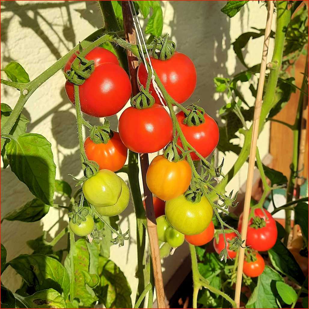 Tomaten Ende Juli