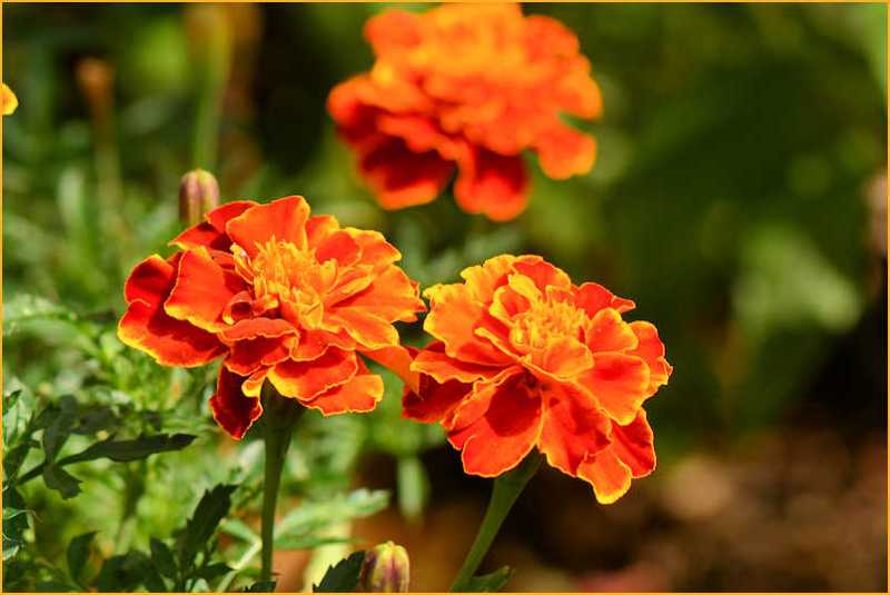 Tagetes